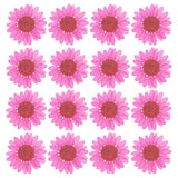 48 Pcs Dried Pressed Flower Natural Dried Daisy Flower,Rose Red Daisies