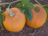 50 SPOOKIE PUMPKIN SEEDS GREAT FOR CARVING, PIE FRESH HARVEST FOR GARDENS Garden Plants
