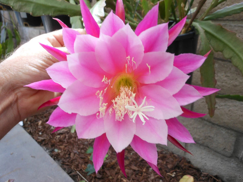 Orchid cactus flower with bright pink layered petals and pale yellow center, Grace Ann Orchids
