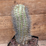D3792 NEOPORTERIA NIGRIHORRIDA pot14-H22-W7 cm MaMa cactus Green Plant