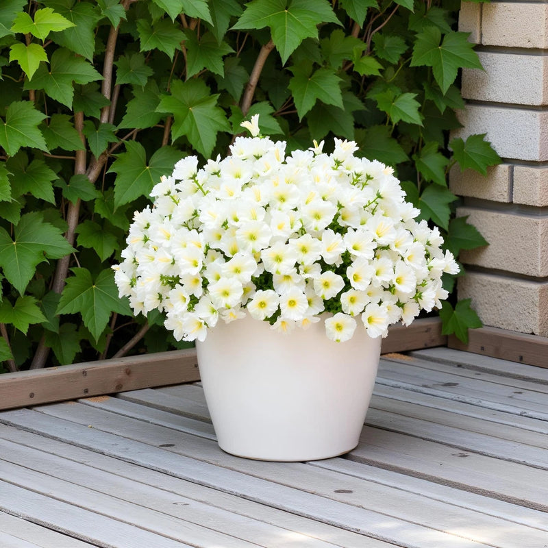 Artificial faux flower plant with white blooms in a white ceramic pot