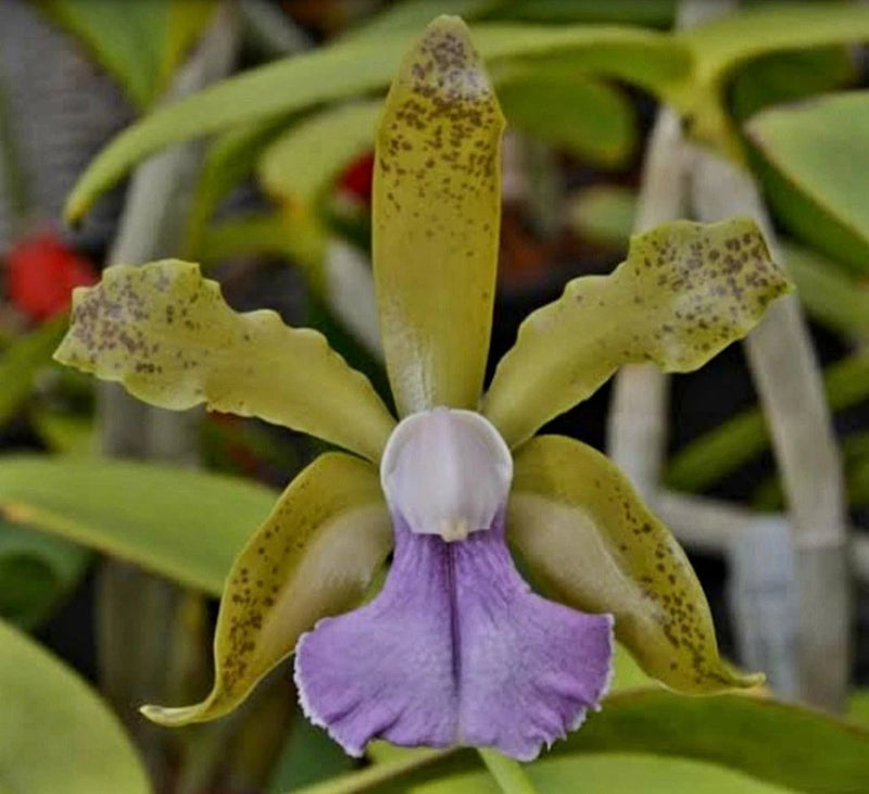 Purple and yellow spotted orchid flower with three ruffled petals and central lip