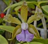C. Bicolor v. coerulea Orchids