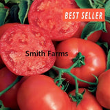 50+ Seeds BushSteak Tomato Hybrid Juicy Easy Grow Vegetable Garden Planting Garden Plants