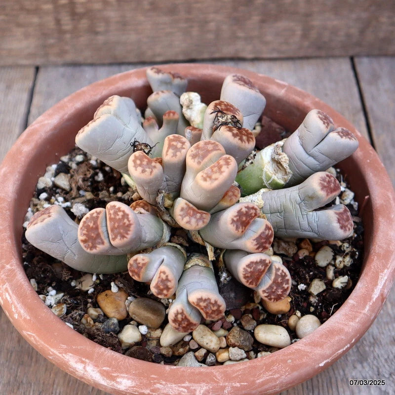 Lithops hallii cluster succulent in terracotta pot, pale gray-green leaves with pink speckles.
