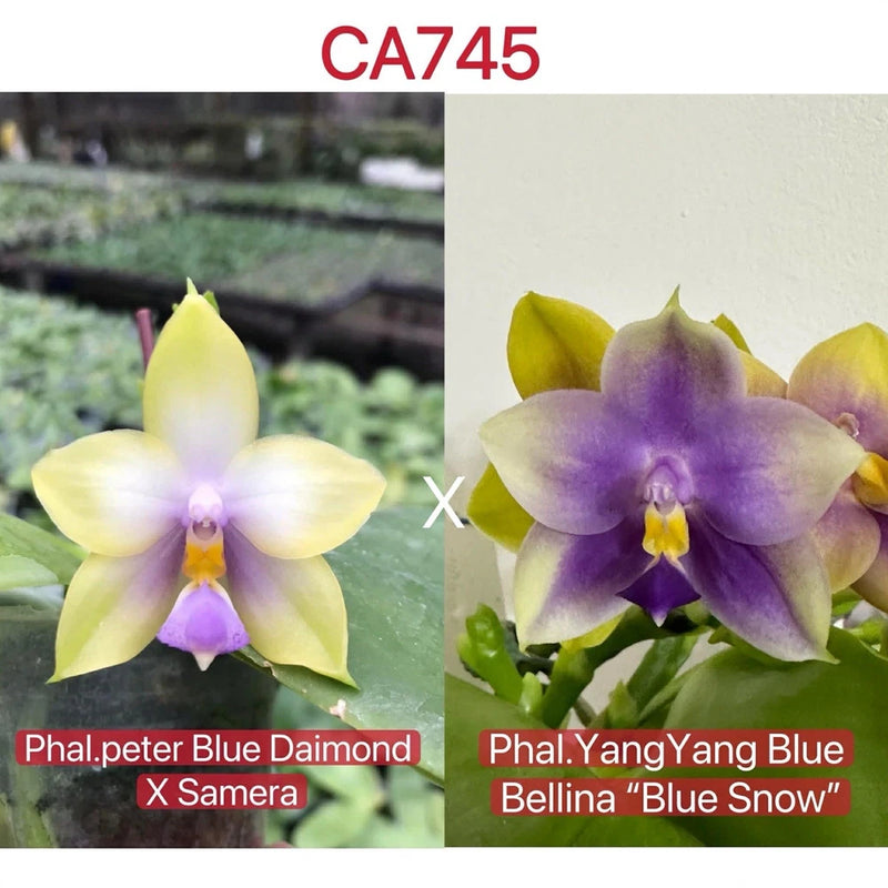 Orchid plant with yellow and purple blossoms on green leaves