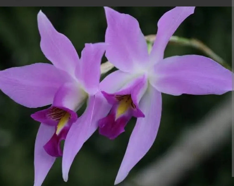 Lavender and magenta orchid flowers on a live bloom plant