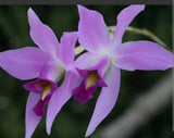 Laelia Anceps Fragrant Live Blooming Size rare orchid plant pink / purple Orchids