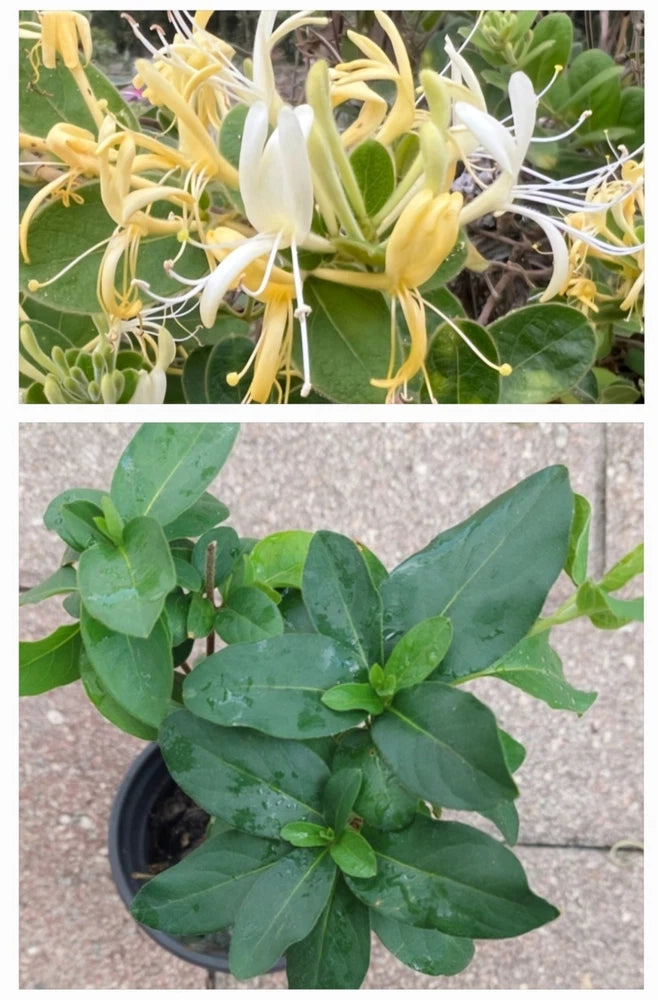 Fragrant Japanese HONEYSUCKLE Live ROOTED Plant In a Pot, Yellow & White Flowers Flowering Plants