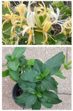 Fragrant Japanese HONEYSUCKLE Live ROOTED Plant In a Pot, Yellow & White Flowers Flowering Plants
