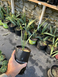Sabal ÔBirminghamÕ 1 Gallon Ð Ultra Cold Hardy Trunking Palm Green Plant
