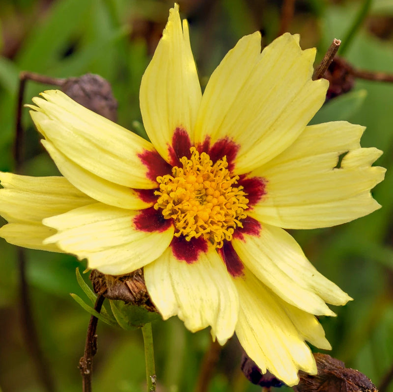 1,000 UPTICK CREAM Coreopsis Seeds (Coreopsis tinctoria) Annual Garden Flower Garden Plants