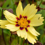 1,000 UPTICK CREAM Coreopsis Seeds (Coreopsis tinctoria) Annual Garden Flower Garden Plants