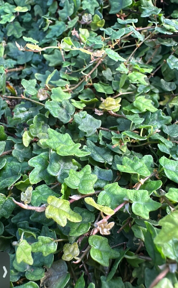 Potted plant with glossy green leaves