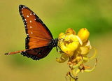 `SENNA ALATA CASSIA CANDLESTICK CANDELABRA BUSH TREE BUTTERFLY FLOWER 60 seeds Orchids