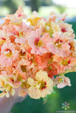 50+ Salmon Gleam Nasturtium Seeds for Garden Planting - USA - FAST SHIPPING! Garden Plants