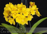 Ctna Why Not 4N ( Yellow Form ) Orchids