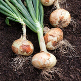 WHITE SWEET SPANISH ONION 250 SEEDS NON-GMO FRESH FOR GARDENS Garden Plants