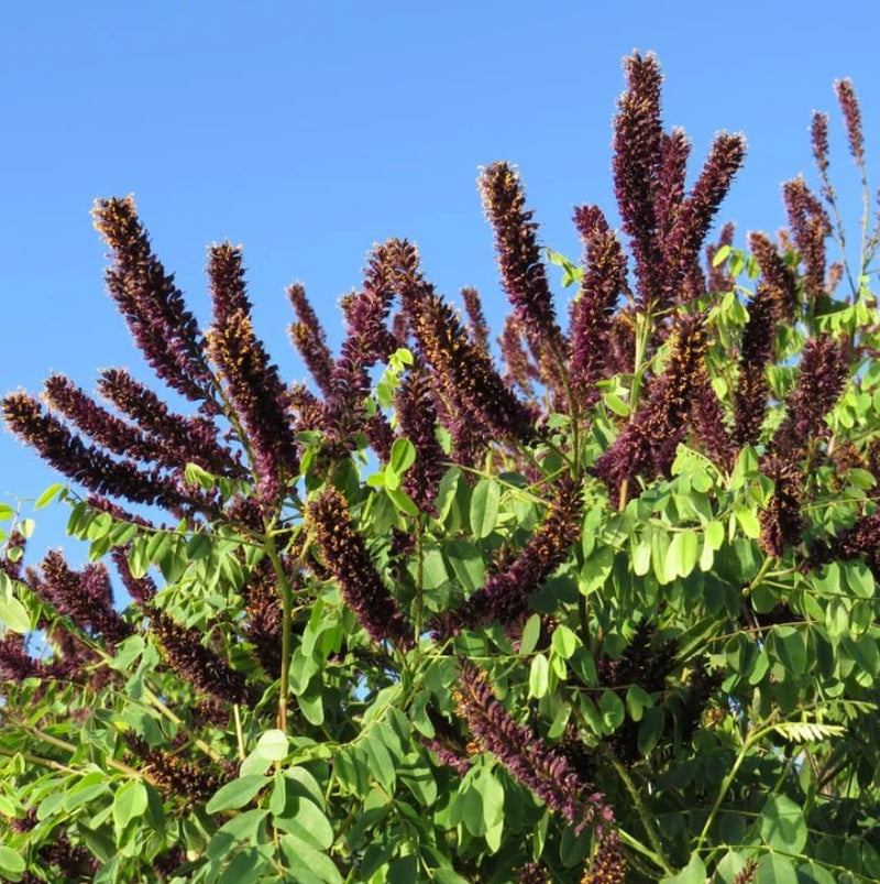 Live False Indigo Plant Ð Bare Root Ð 1Ð2 ft Tall Ð Ideal for Garden Garden Plants