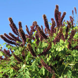 Live False Indigo Plant Ð Bare Root Ð 1Ð2 ft Tall Ð Ideal for Garden Garden Plants