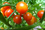 Orangeto  Cherry Tomato - a burst of sunshine! Garden Plants