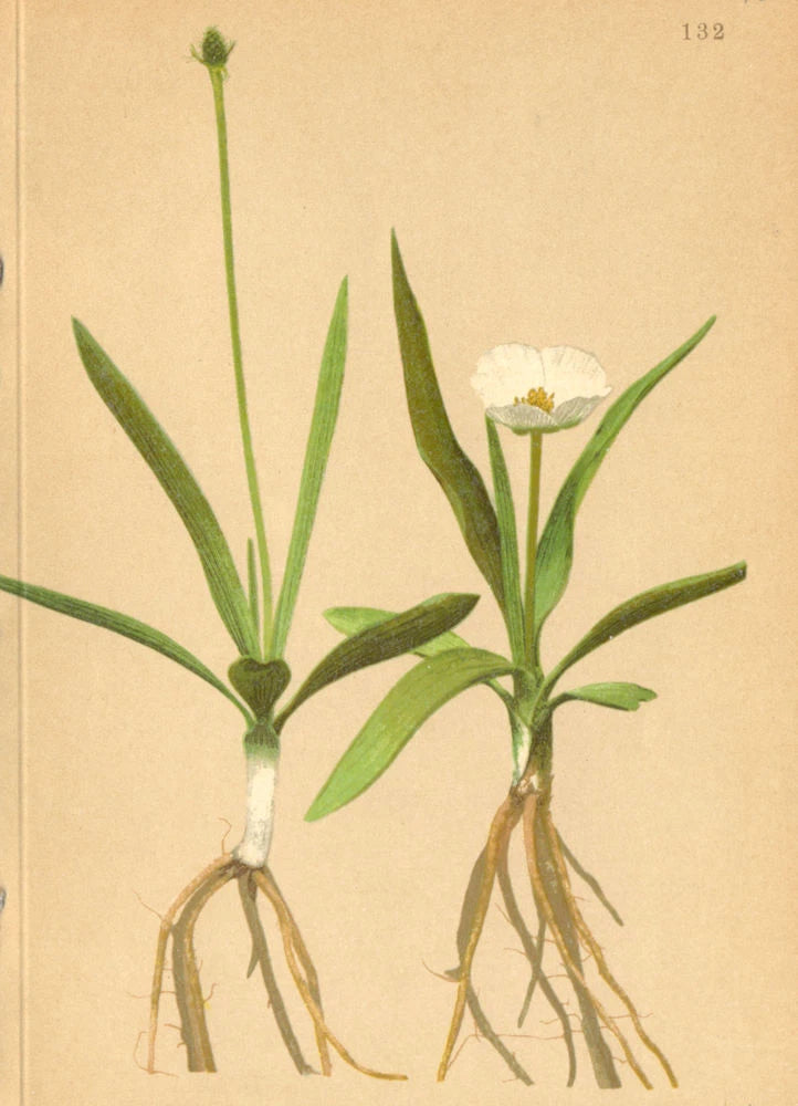 ALPENFLORA ALPINE FLOWERS. Ranunculus pyrenaeus L-PyrenŠischer Hahnenfuss 1897 Ranunculus