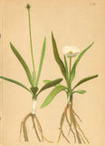 ALPENFLORA ALPINE FLOWERS. Ranunculus pyrenaeus L-PyrenŠischer Hahnenfuss 1897 Ranunculus