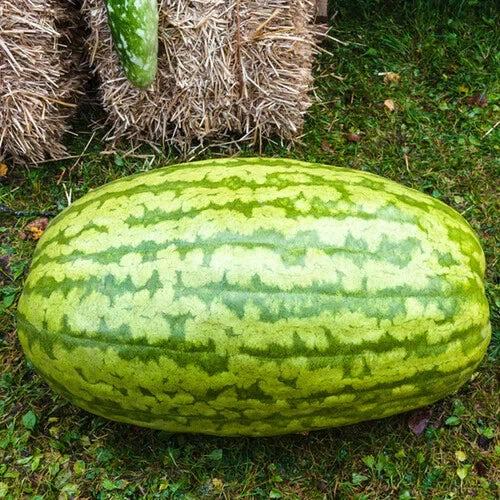 50+ Carolina Cross Watermelon Seeds for Garden Planting - USA - PADDED SHIPPING! Garden Plants