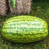 50+ Carolina Cross Watermelon Seeds for Garden Planting - USA - PADDED SHIPPING! Garden Plants