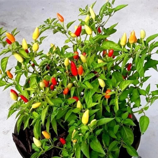 25 + seeds Little Elf   hot pepper garden planting spicy food Garden Plants