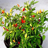 25 + seeds Little Elf   hot pepper garden planting spicy food Garden Plants