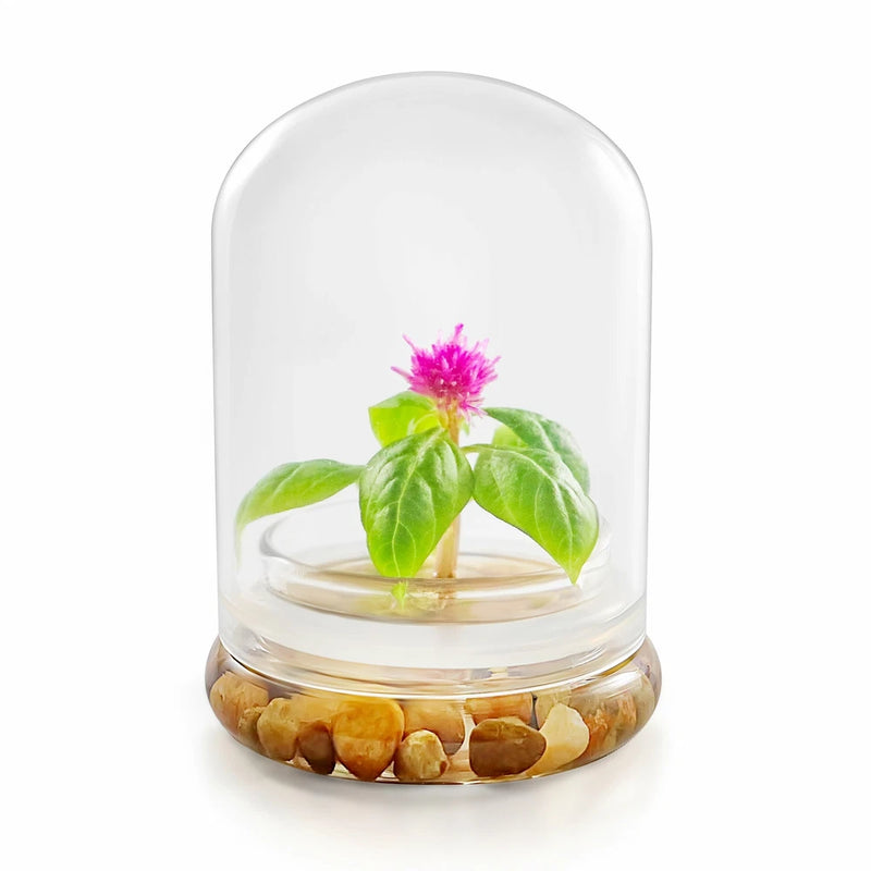 Live celosia cockscomb terrarium with pink flower in clear glass dome and stone base
