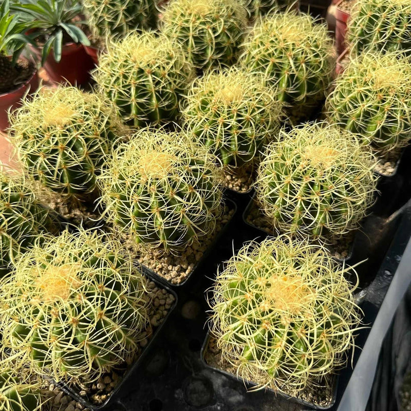 Echinocactus grusoni v. curvispinus Cactus Succulent  Plant Garden beautiful Garden Plants