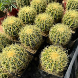 Echinocactus grusoni v. curvispinus Cactus Succulent  Plant Garden beautiful Garden Plants
