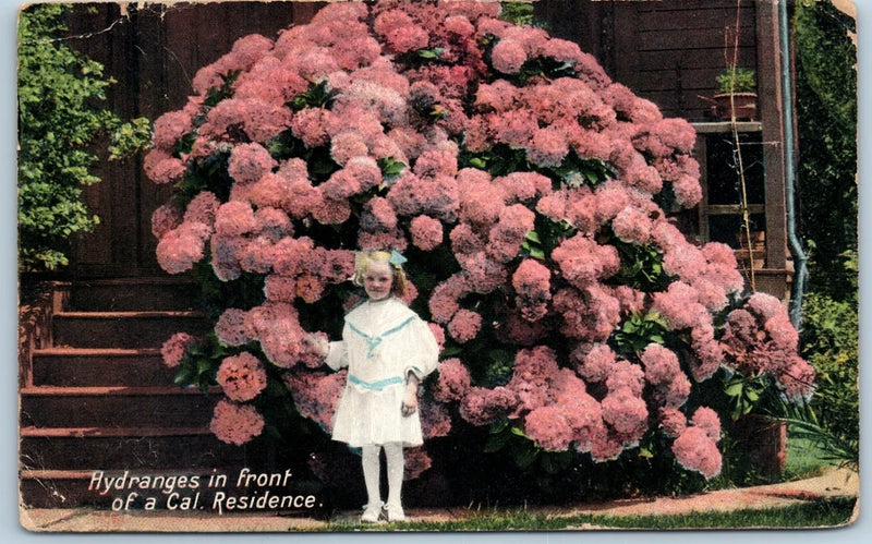 Vintage Postcard Hydrangeas Front California Residence Child Flowers Hydrangea