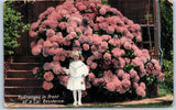 Vintage Postcard Hydrangeas Front California Residence Child Flowers Hydrangea