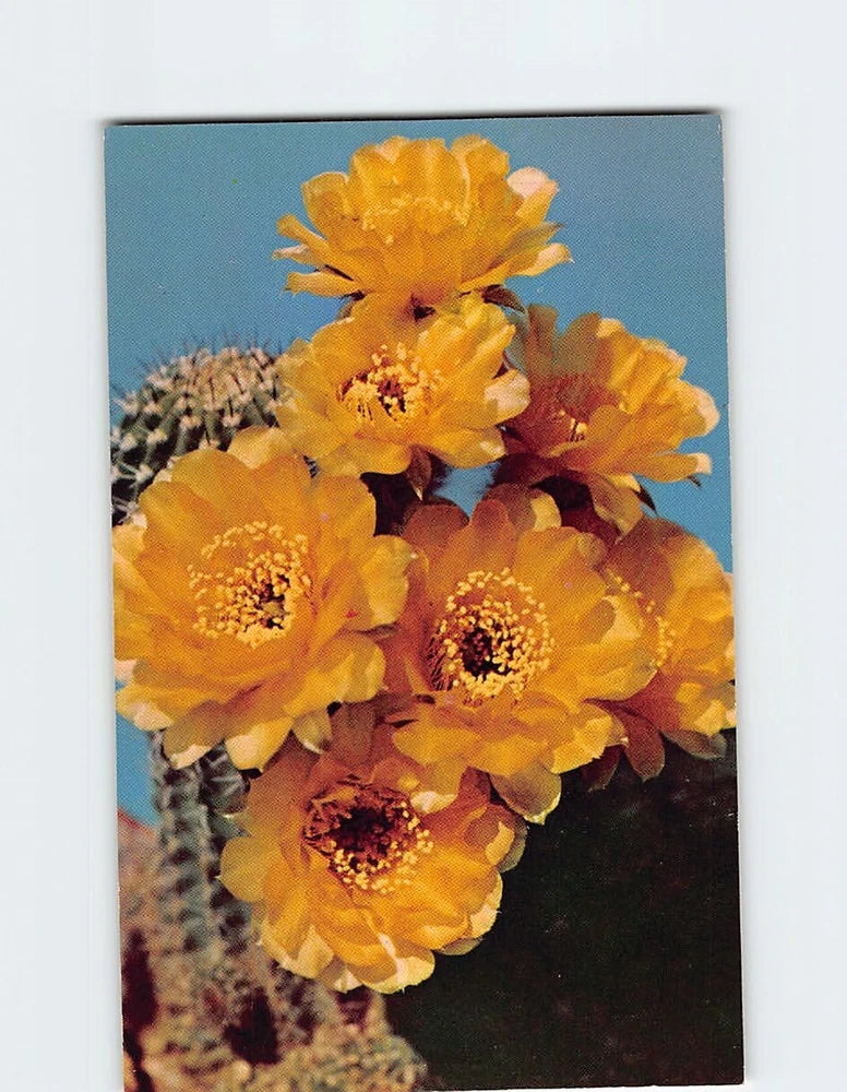 Postcard featuring golden lily cactus flowers in yellow and orange with spiky cacti