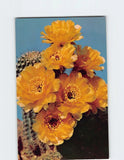 Postcard featuring golden lily cactus flowers in yellow and orange with spiky cacti