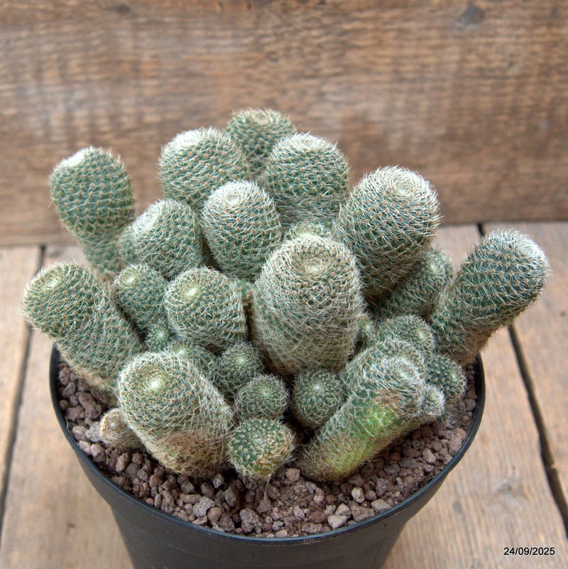 D6620 SULCOREBUTIA HELIOSOIDES SUBS. TERESAE pot14-H11-W17 cm MaMa Cactus Green Plant