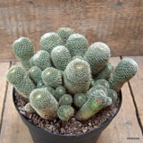D6620 SULCOREBUTIA HELIOSOIDES SUBS. TERESAE pot14-H11-W17 cm MaMa Cactus Green Plant