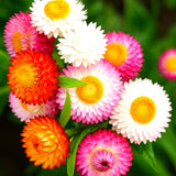 STRAWFLOWER 50+ SEEDS __ HEIRLOOM EVERLASTING ¥ CUT/DRIED BLOOMS ¥ FREE SHIPPING Daisies