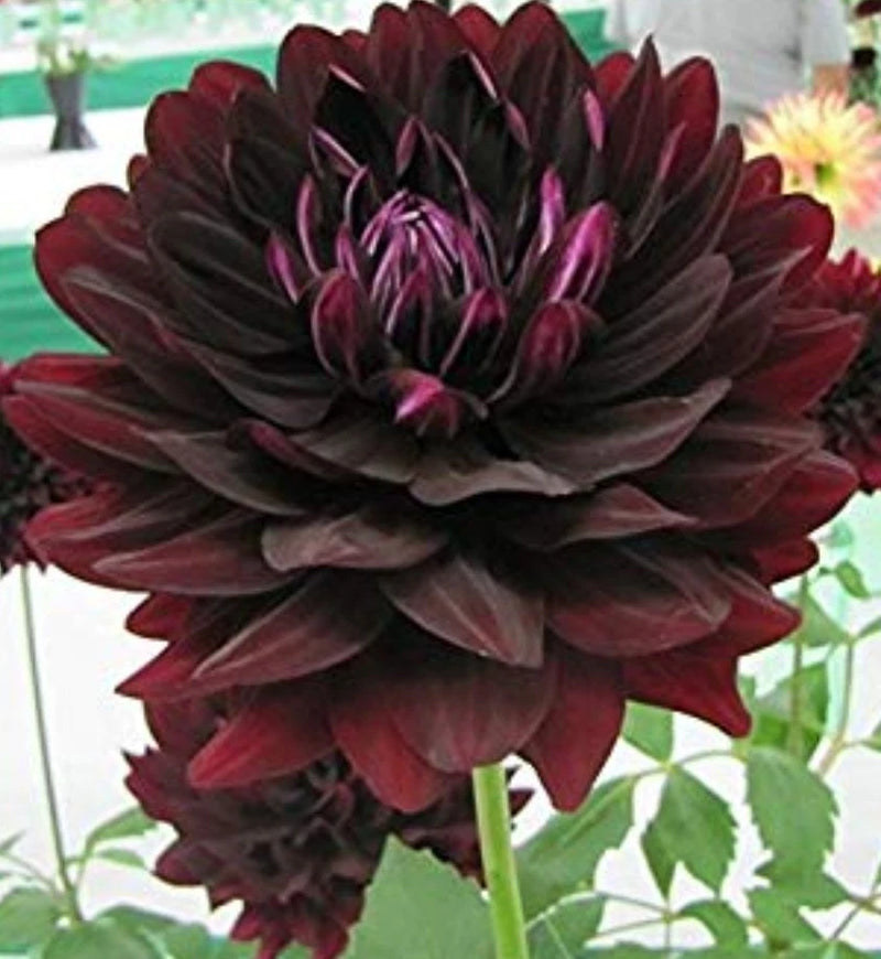 Dark maroon and purple dahlia bloom with layered petals on green stem