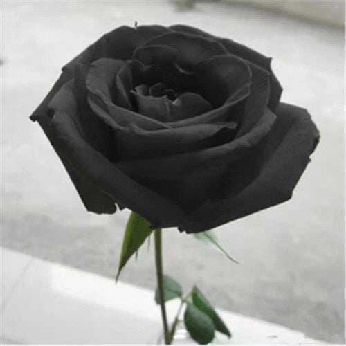 20 SEEDS for Black RARE Hybrid tea Rose bud flower bush exotic plant USA Seller Flowering Plants