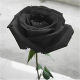 20 SEEDS for Black RARE Hybrid tea Rose bud flower bush exotic plant USA Seller Flowering Plants