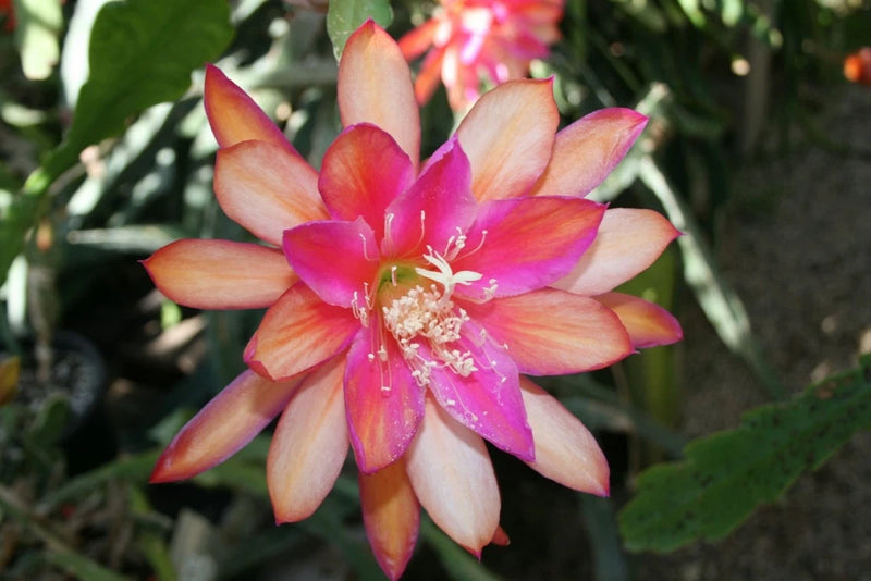Orchid cactus flower with peach and pink petals and magenta center