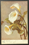 Flowers Arum Lilies Vintage Postcard Posted 1906 Lily