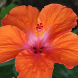 ____ MADAGASCAR HIBISCUS MOSCHEUTOS Hibiscus Starter Seeds Rose Of Sharon HS6822 Orchids