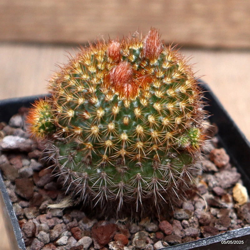 Potted cactus plant with round green body and orange-red spines