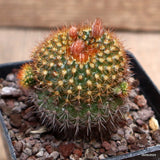 A4019 FRAILEA PUMILA BRUNISPINA pot7-H6-W4,5 cm MaMa Cactus Green Plant