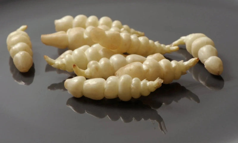 Crosnes Tubers - Stachys affinis, the Chinese artichoke, crosne, or chorogi Garden Plants
